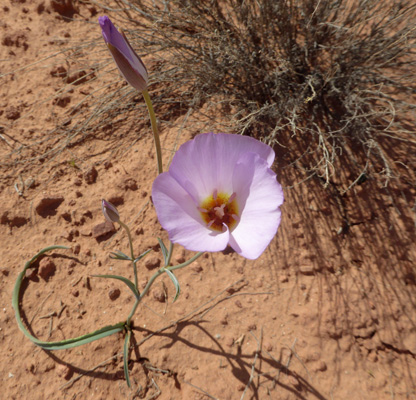 Sego Lilies (Calochortus nuttallii)