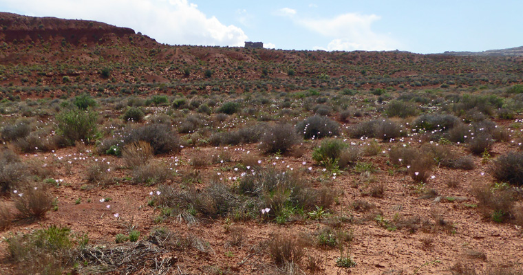 Sego Lilies (Calochortus nuttallii)