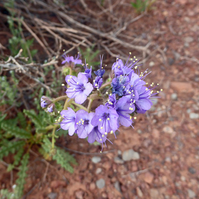 Notch-leaf Phacelia (Phacelia crenulata)