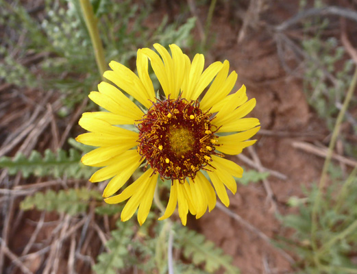 Red-dome Blanketflower (Gaillardia pinnatifida)