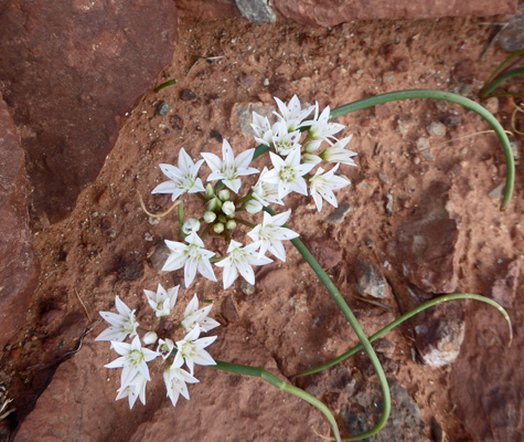 Large-flower Onion (Allium macropetalum)