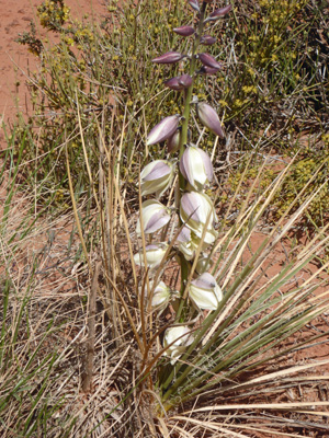 Fineleaf Yucca (Yucca angustissima)