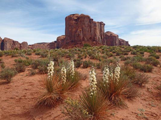 Yuccas and red rocks