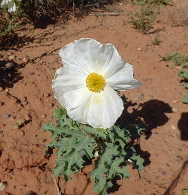 Southwestern Pricklypoppy (Argemone pleiacantha)