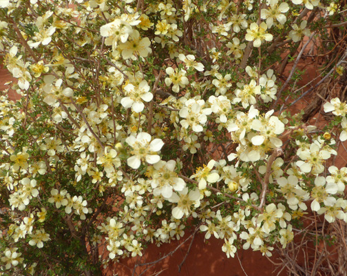 Stansbury's Cliffrose (Purshia stansburyana)