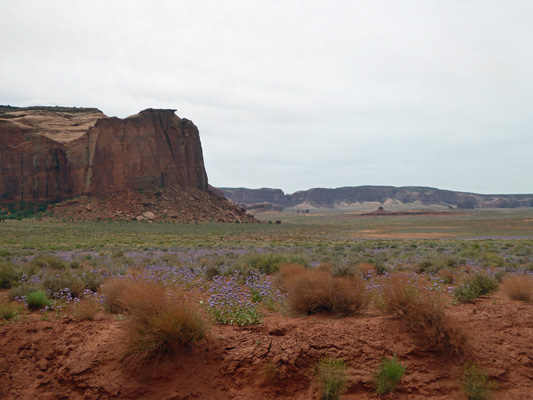 Phacelia and red rocks