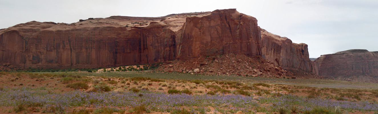 Phacelia and red rocks