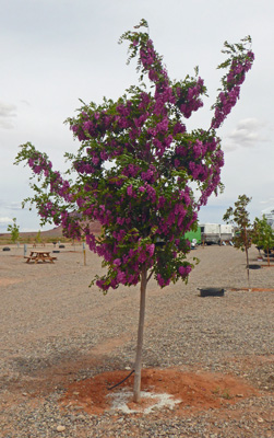 Black-Locust “Purple Robe” (Robinia “Purple Robe”)