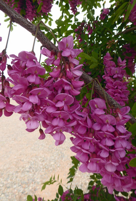 Black-Locust “Purple Robe” (Robinia “Purple Robe”)