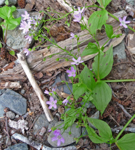 Candy flower Monte Cristo trail WA