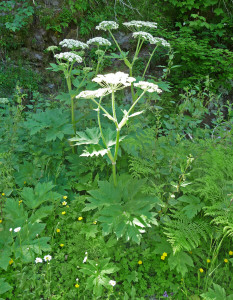 Cow parsnip along trail to Monte Cristo WA