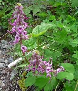 Elephant-head lousewort along trail to Monte Cristo WA