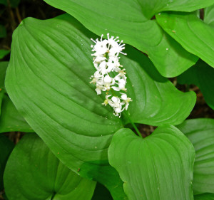 False Lily of the Valley along trail to Monte Cristo WA