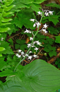 Foam flower along trail to Monte Cristo WA