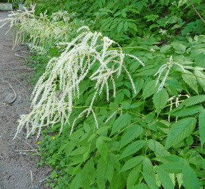 Goat's Beard along trail to Monte Cristo WA