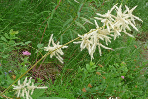 Goat's Beard along trail to Monte Cristo WA