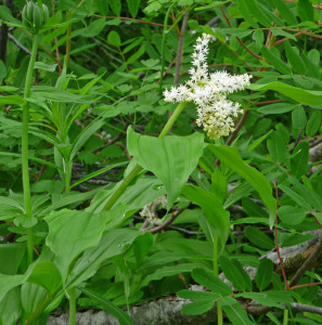 Large False Solomon's Seal along trail to Monte Cristo WA