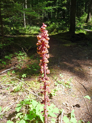 Pinedrops (Ptersopora andromedea)