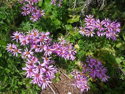 Cascade Asters ( Aster ledophyllus)