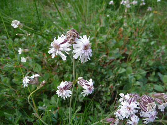 Parry's catchfly (Silene parryi)