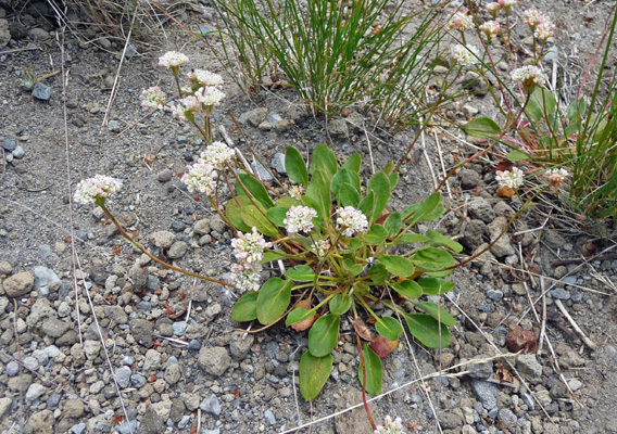 Alpine Buckwheat (Eriogonum pyrolifolium)