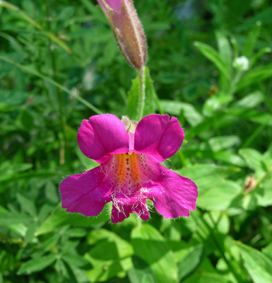 Lewis’ Monkeyflower (Mimulus lewisii) 