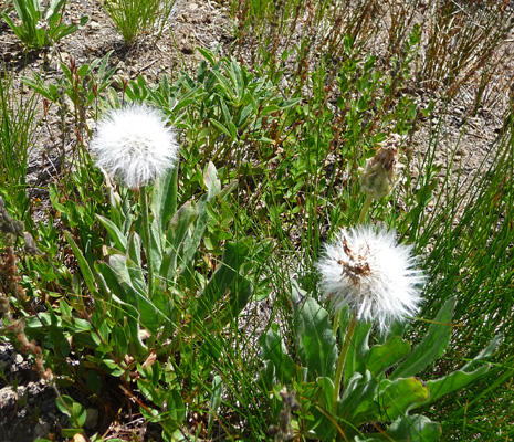 Short-beaked Agoseris (Agoseris-glauca-var.-agrestis) seed head