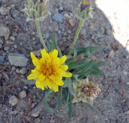 Short-beaked Agoseris (Agoseris-glauca-var.-agrestis)