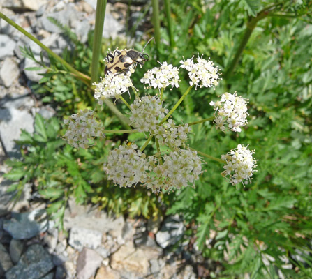 Gray's lovage (Ligusticum grayi)