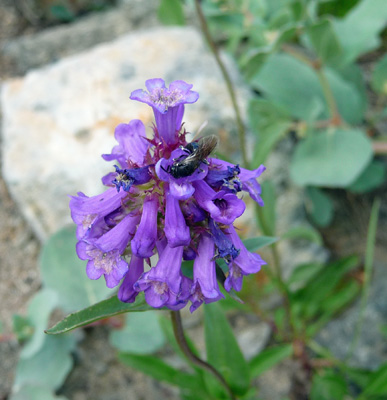 Petite Penstemon (Penstemon procerus)