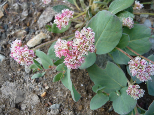 Alpine Buckwheat (Eriogonum pyrolifolium)