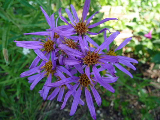 Cascade Asters (Aster ledophyllus).