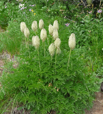 Pasque flowers (Anemone-occidentalis) seed heads