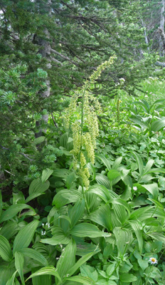 false hellebore (Veratrum viride)