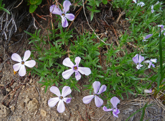 Phlox