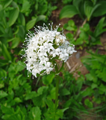 Sitka Valerian (Valeriana sitchensis)