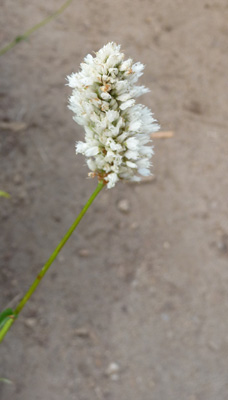 American Bistort (Polygonum bistortoides)