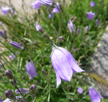 Harebells (Campanula rotundifolia)