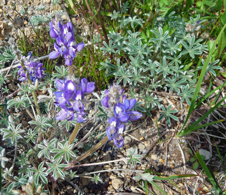 dwarf lupine (Lupinus lepidus var. lobii)