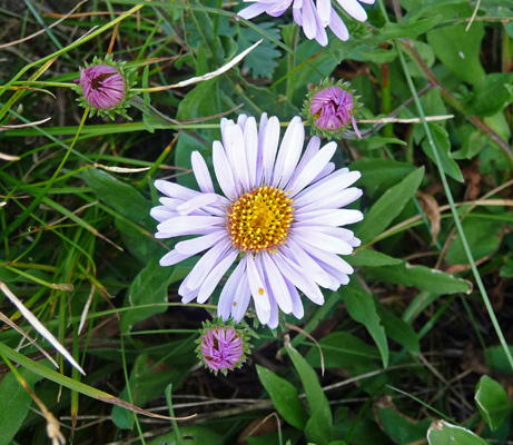 Subalpine Daisy (Erigeron peregrinus subsp. callianthemus)