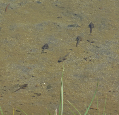 Tadpoles in Tipsoo Lake