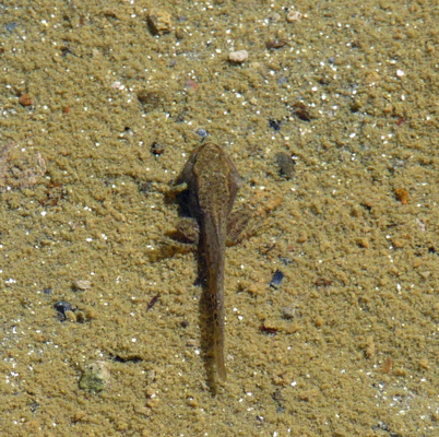 Tadpole with legs Tipsoo Lake