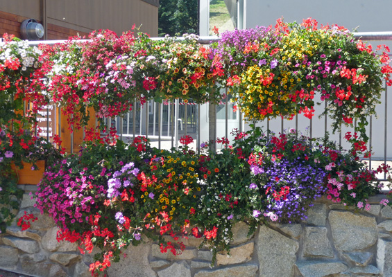 Flower baskets at Crystal Mountain