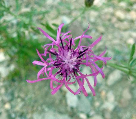 Naturalized Batchelor Button