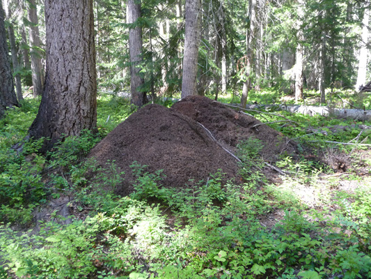 Giant ant hills at Pleasant Valley Campground