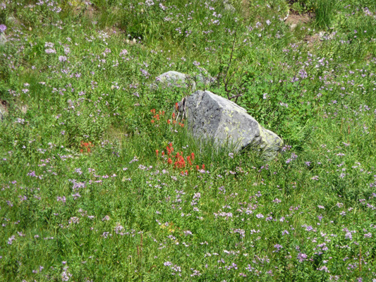 Wildflowers at Tipsoo Lake Mt. Rainier