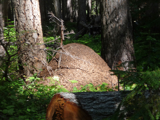 Giant ant hill at Pleasant Valley Campground