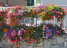 Crystal Mountain Flowers