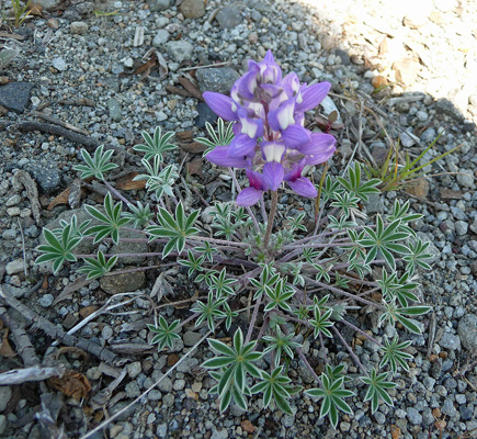 dwarf lupine (Lupinus lepidus var. lobbii)