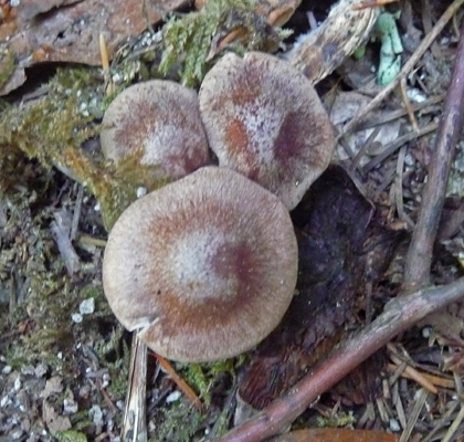 Mushrooms at Camp Creek Falls WA